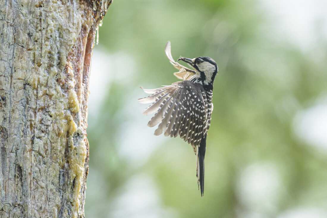 Environmental groups sue government to stop a big change to the Endangered Species Act Environmental groups sue government to stop a big change to the Endangered Species Act