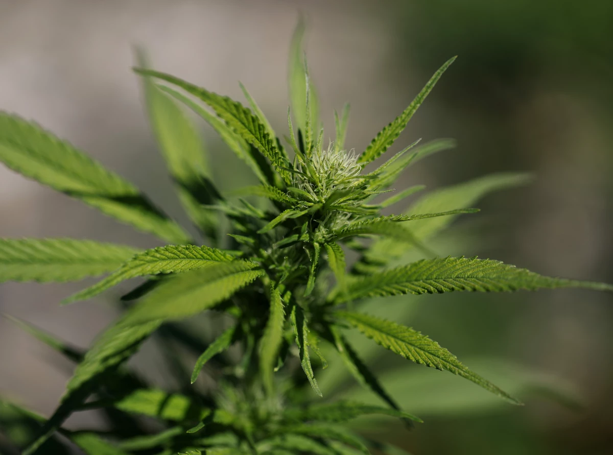 While many people turn to cannabis to help with mental health conditions, the scientific evidence is scant.