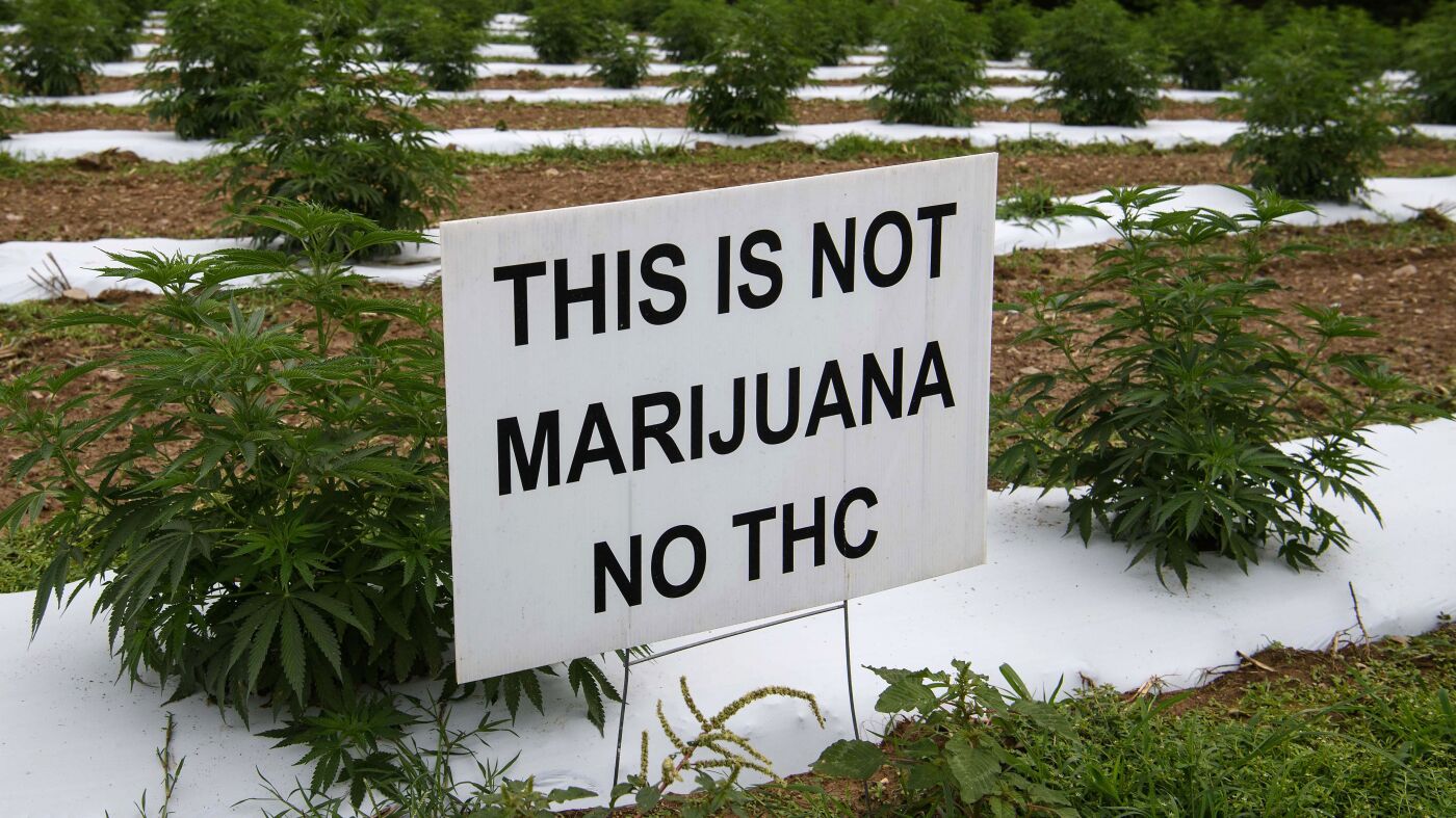 Por qué el cáñamo y el cáñamo están regulados por leyes diferentes: NPR