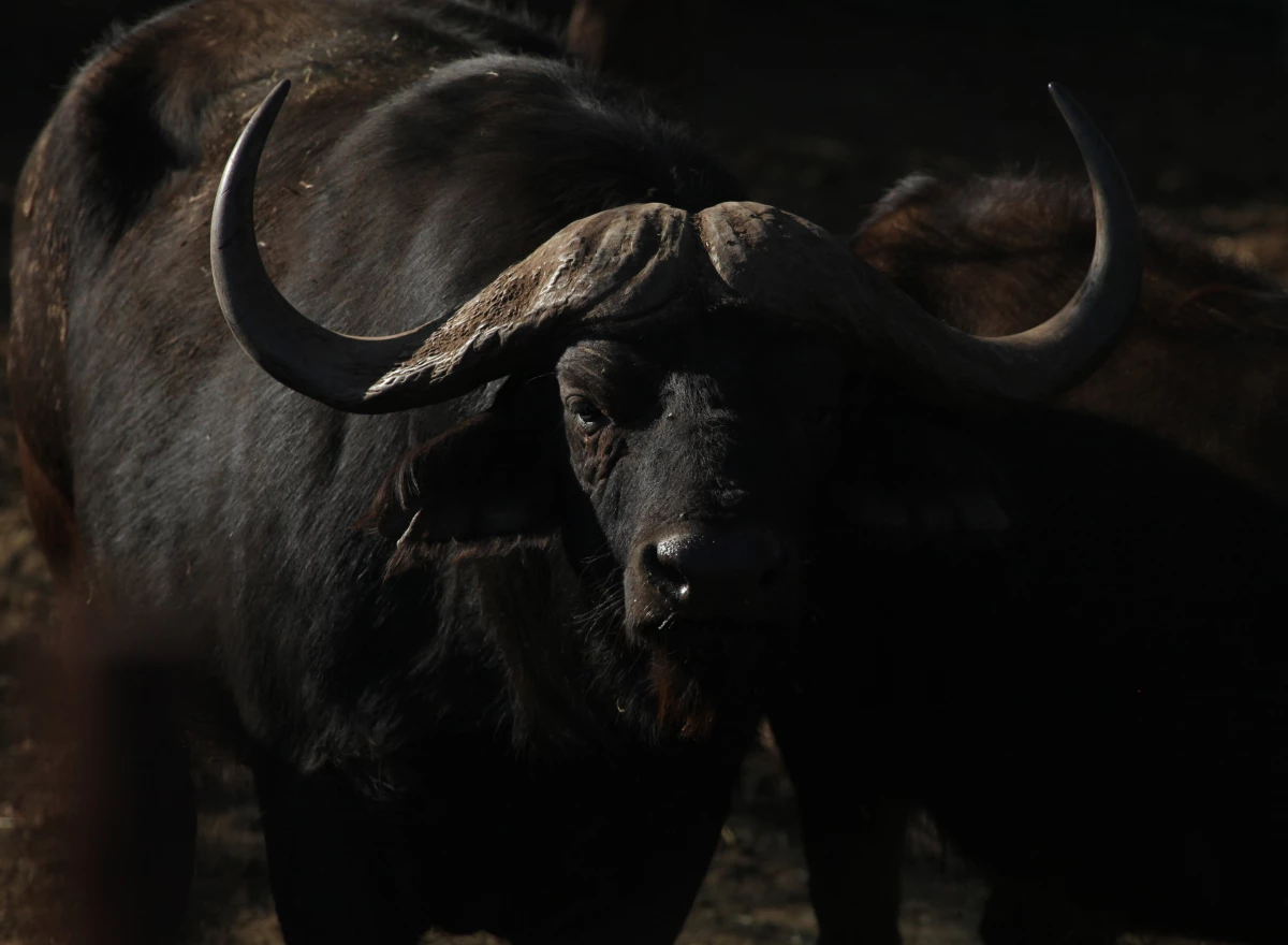 In this photo taken Tuesday, Aug. 18, 2015, a buffalo is seen in a pen at Melorani Safaris at Olifantsvallei, South Africa.
