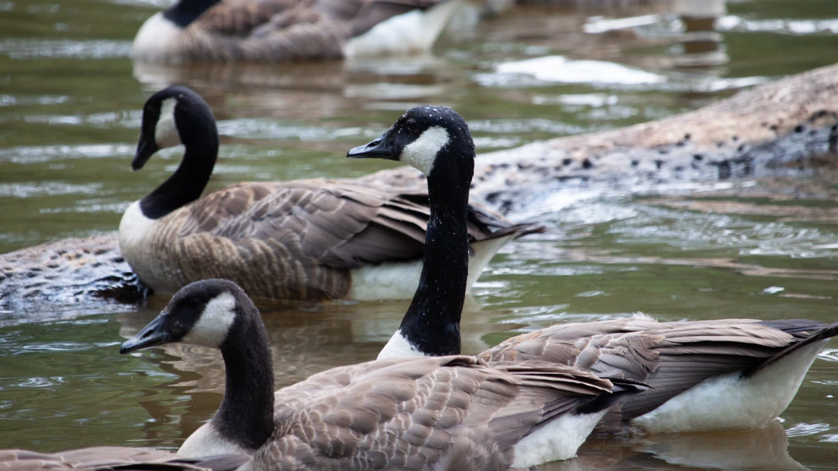 A flock of Canada Geese in the water.