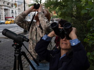 People look at American Barn Owls sit perched on a water tower on the Upper West Side neighborhood, Tuesday, Oct. 13, 2026, in New York.