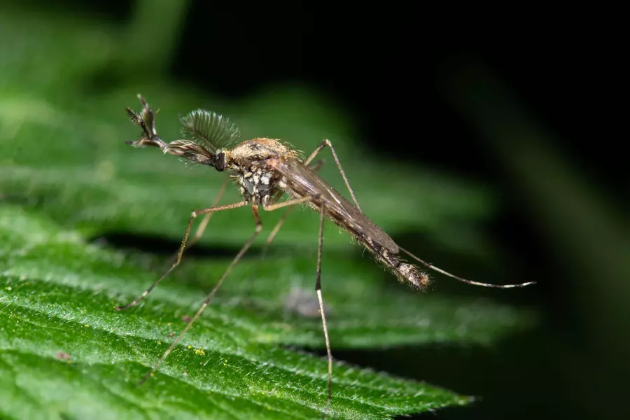 Mosquitoes in Iceland