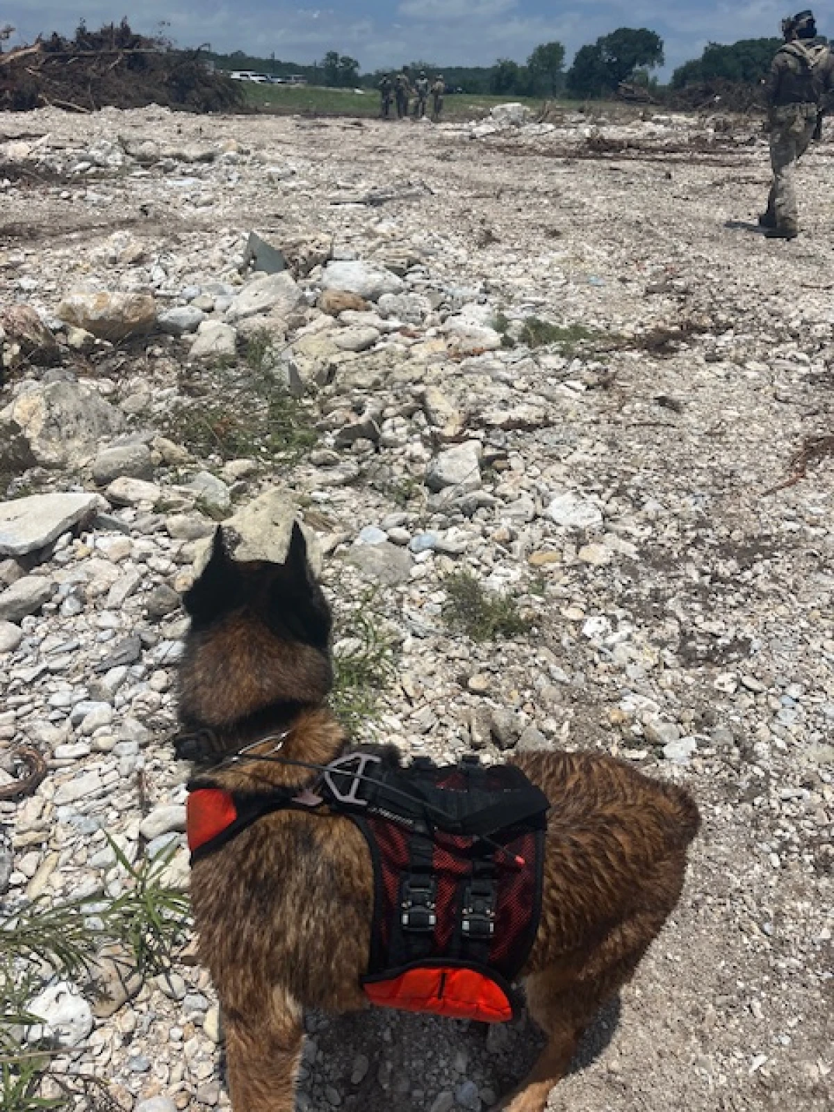 A trained cadaver dog, part of the search for missing victims along the Guadalupe River near Camp Mystic. When the dogs 'alert' along specific sections of the river, divers are brought in to serach the murky water.