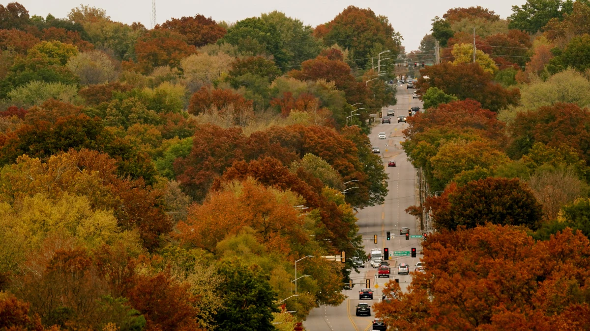 Trees displaying fall colors flank a roadway through neighborhoods in Overland Park, Kansas, Thursday, Oct. 27, 2022.