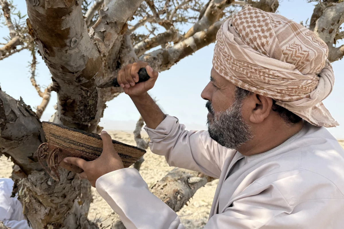 Frankincense is harvested from Boswellia trees on the Arabian peninsula. It's helped define trade routes for thousands of years, but shipments have been disrupted by the U.S. war with Iran.