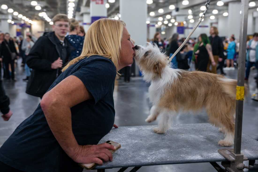 Fig, a Portuguese Podengo, which is a small shaggy white and brown dog, kisses a woman with blonde hair while the dog is standing at a table.