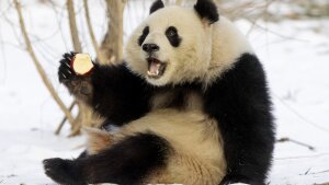 Qing Bao, one of the Smithsonian National Zoo’s new Giant Pandas, eats an apple on Friday, Jan. 24, 2025. In November 2023, the National Zoo sent its three pandas — Tian Tian and Mei Xiang, who had lived there since 2000, and their cub Xiao Qi Ji — back to China, in advance of the expiration of their loan agreement and amidst rising tensions between the two countries.