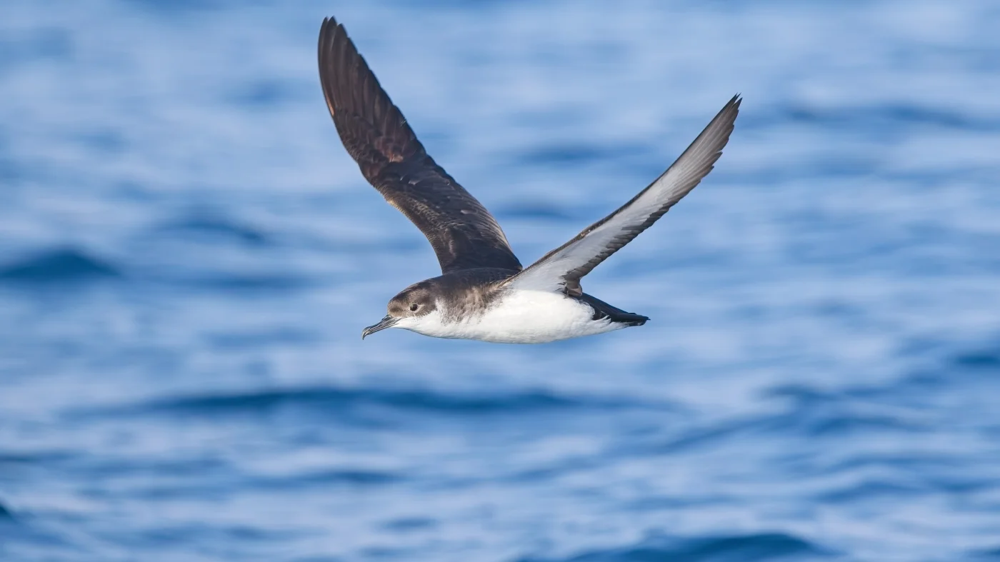 Research shows some birds experience jet lag : NPR Research shows some birds experience jet lag : NPR
