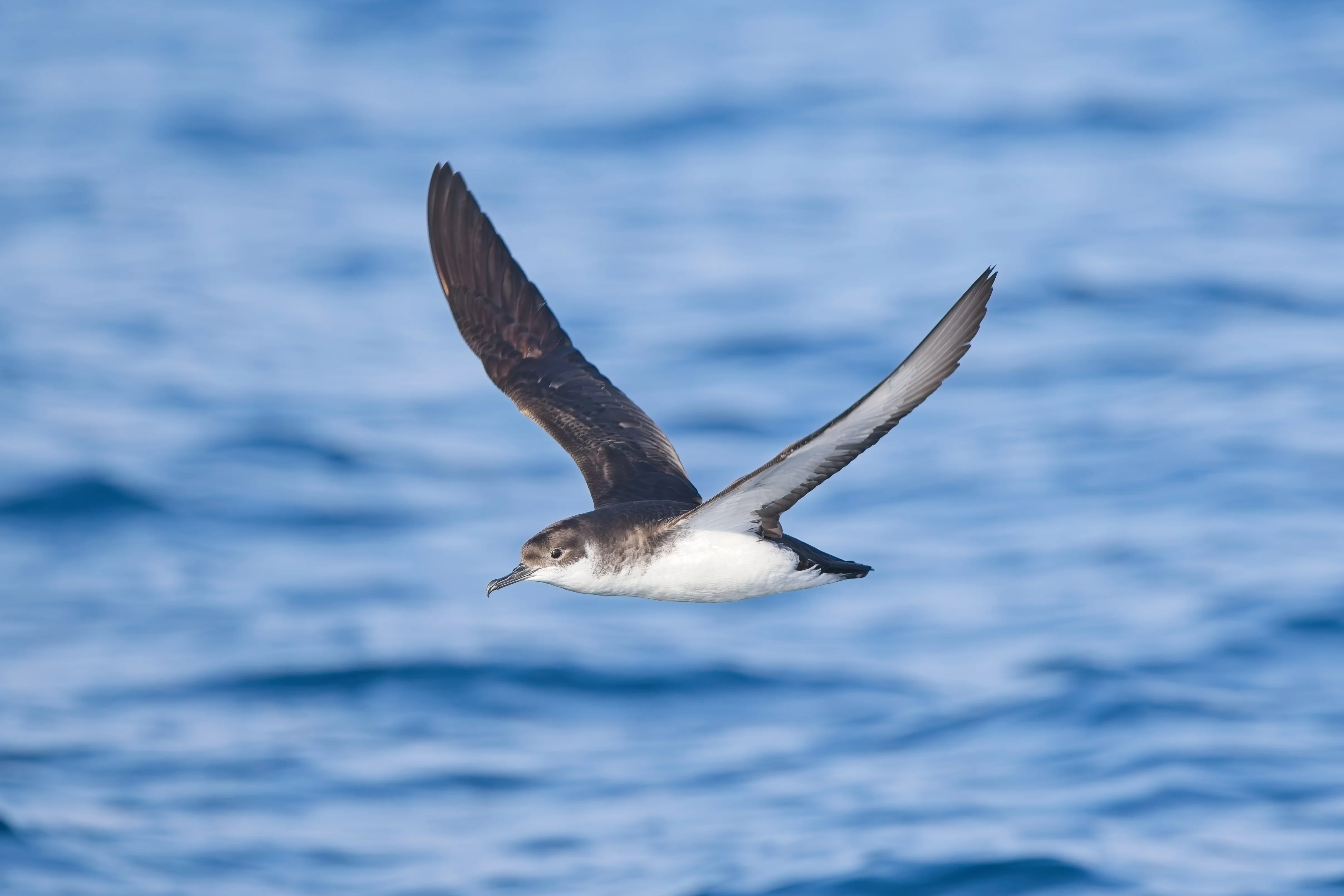 Even birds get jet lagged, study shows