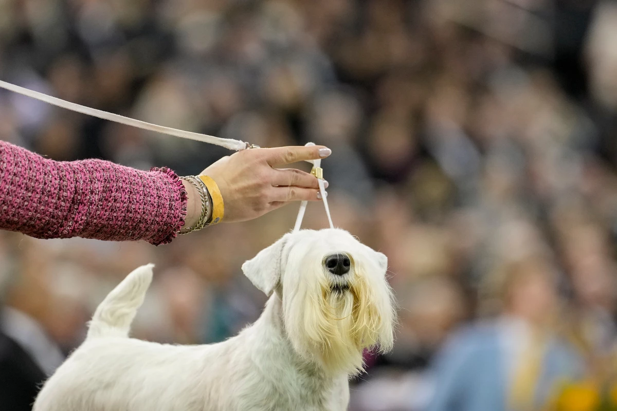 Faith, a Sealyham terrier, competes in the terrier group.