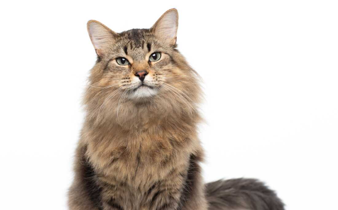 Tonic the cat stars as Bud in the action comedy Caught Stealing.