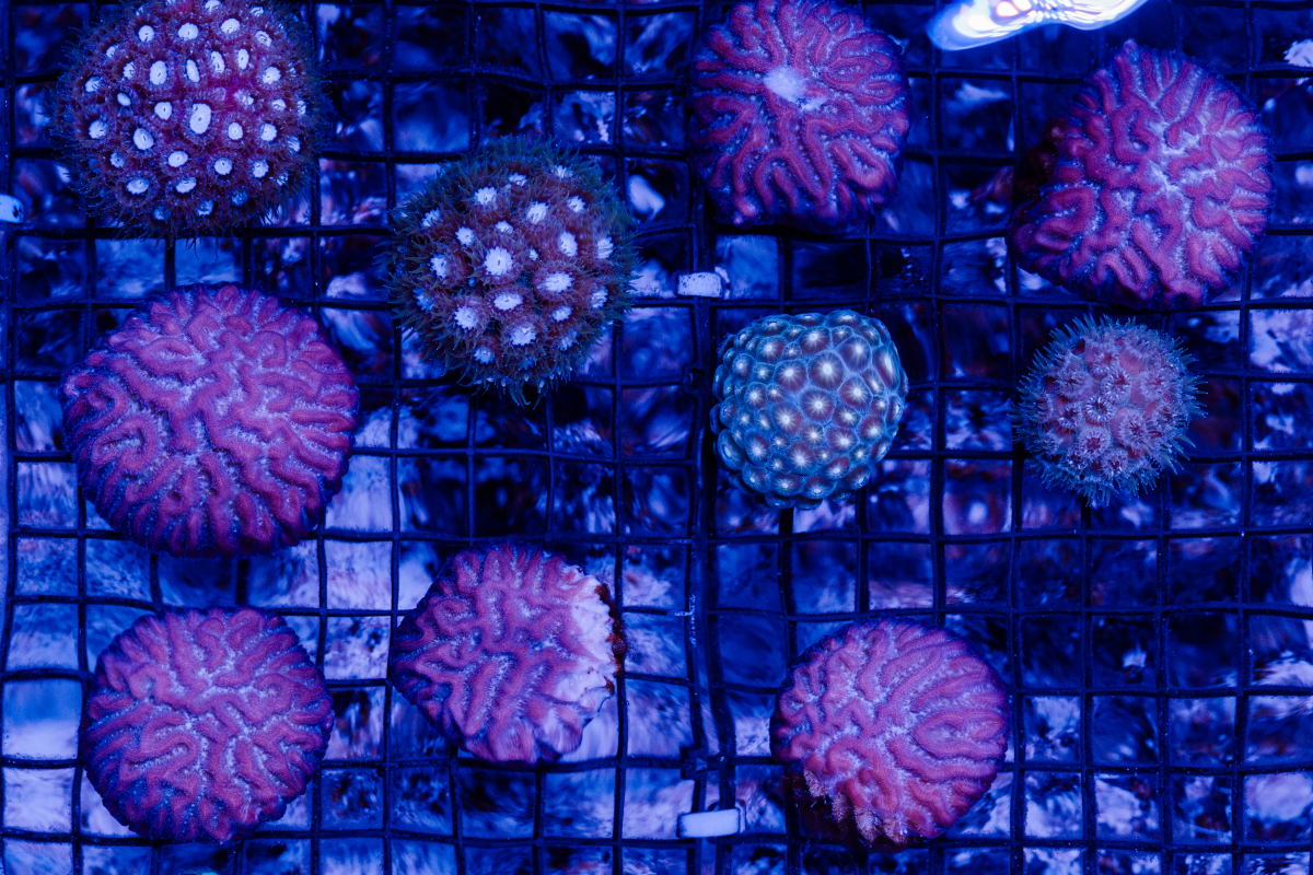 Coral samples in the ocean ecosystem at Biosphere 2 on June 20, 2025, in Oracle, Ariz.