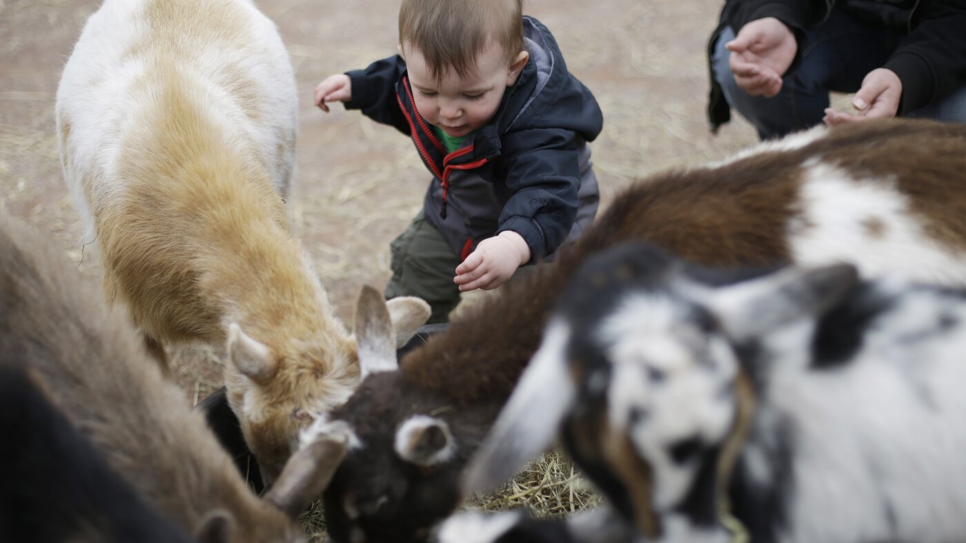 Here's looking at you, kid: How the term for a young goat made the leap to children
