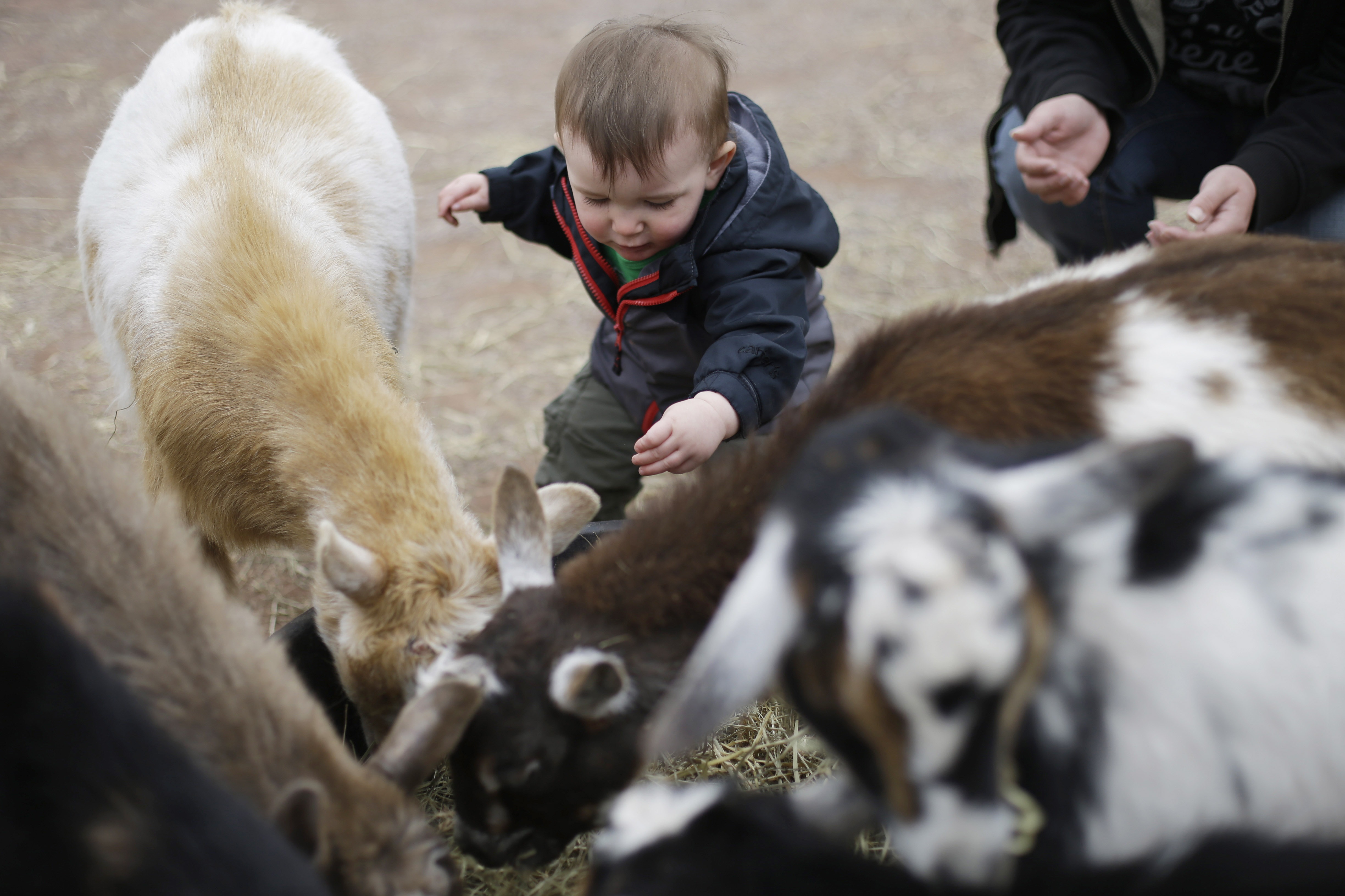 A child interacts with goats at the petting area in the KidZooU section of the Philadelphia Zoo, in Philadelphia, in 2013.
