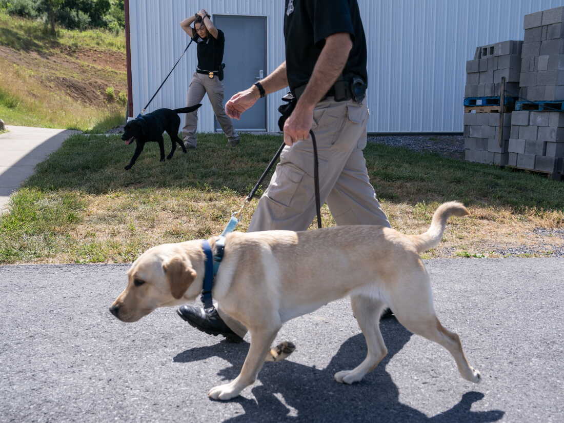 Canine handlers line up ahead of a graduation ceremony for Bureau of Alcohol, Tobacco, Firearms and Explosives (ATF) Special Agent Canine Handlers and their dogs at the ATF training facility in Front Royal, Va., on Friday.
