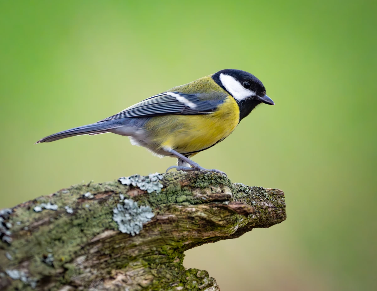 Great Tits are a songbird common in Europe and parts of Asia. New research finds that they sometimes get divorced.