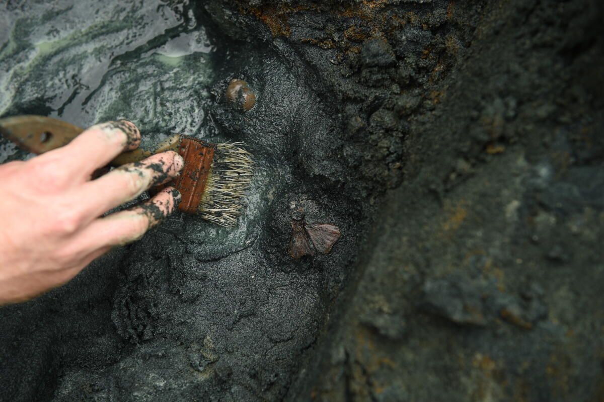 Unearthing fossils from the bonebed
