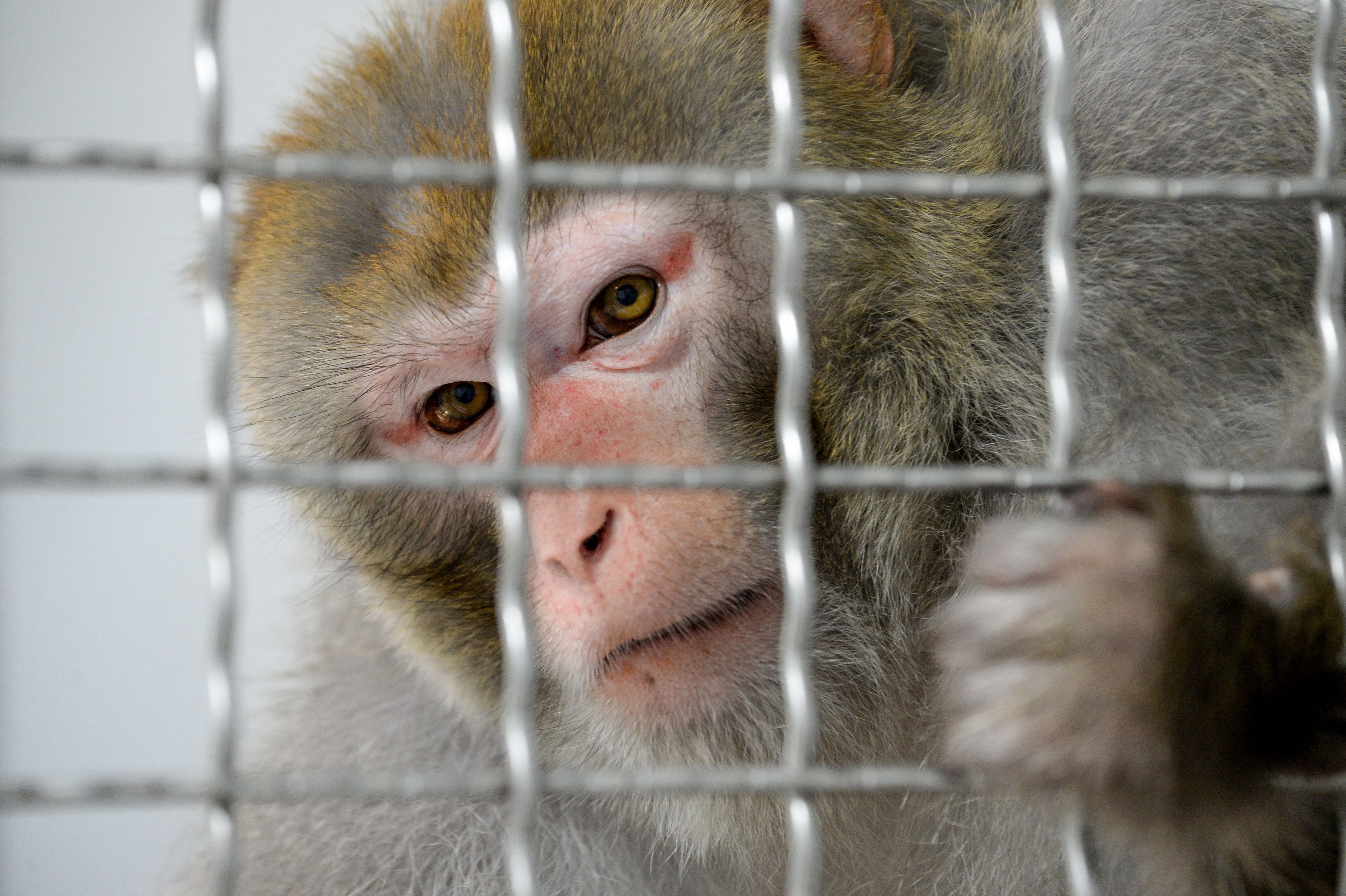 The last of the escaped South Carolina lab monkeys have been recovered The last of the escaped South Carolina lab monkeys have been recovered