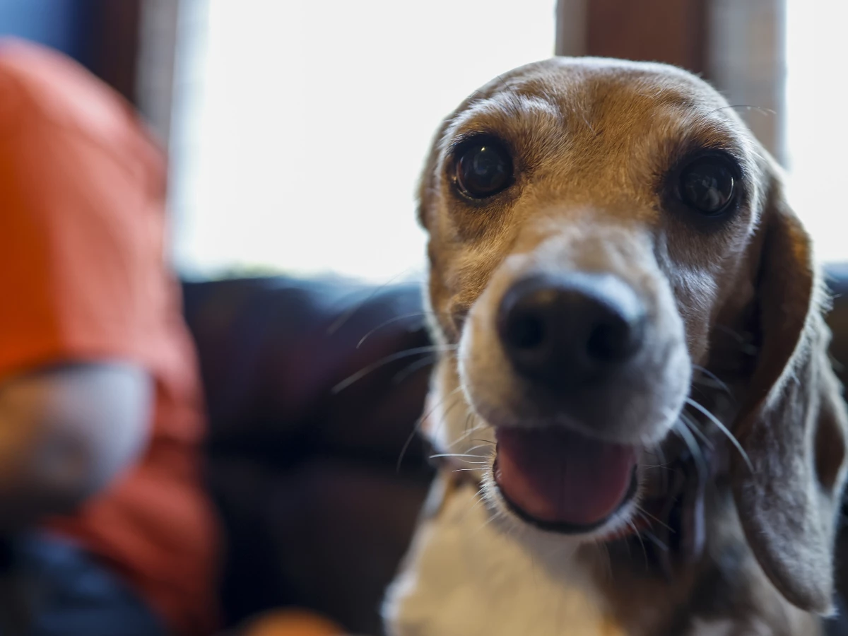 Beyonce, a beagle with one ear, pictured at Homeward Trails Animal Rescue in Fairfax, Va., in 2022 after being rescued from the Envigo breeding and research facility.