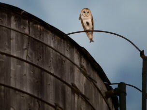 An American Barn Owl sits perched on a water tower on the Upper West Side neighborhood, Wednesday, Oct. 14, 2026, in New York.