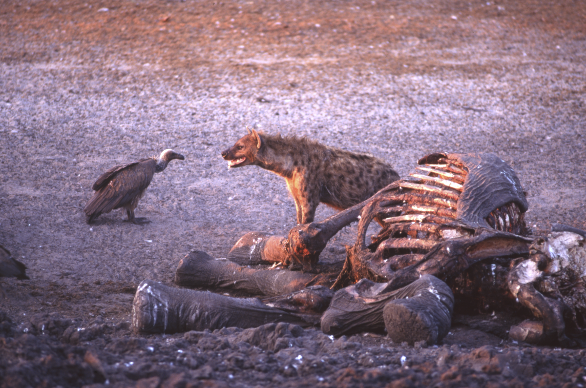 A spotted hyena protects its meal, an elephant carcass, from a vulture in Hwange National Park in Zimbabwe.