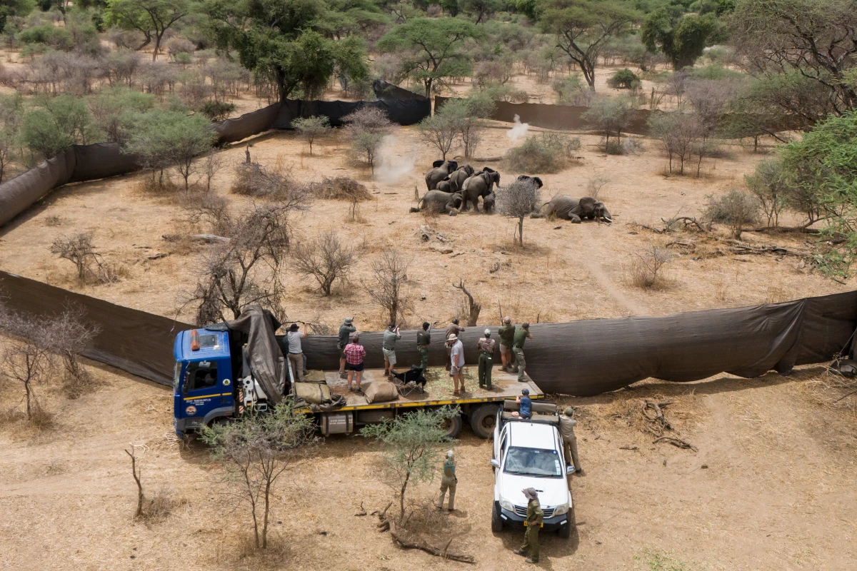 Professional hunters shoot a family of elephants identified for culling. Sango Wildlife Conservancy, Savé Valley Conservancy, Zimbabwe. October 23, 2025