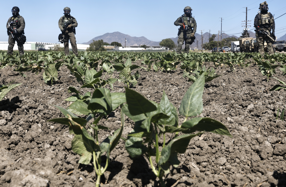 Federal agents block a field and road during an ICE immigration raid at a nearby licensed cannabis farm near Camarillo, Calif., on July 10, 2025.