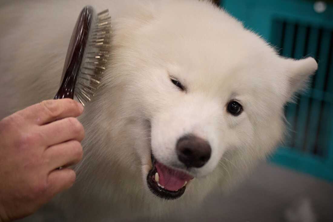 ハンドラーは、149回目のウェストミンスターケンネルクラブドッグショーの間にサモエド犬をグルーミングします。