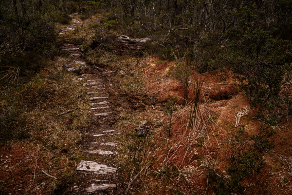 Pathwalk along an area of peat bogs, which are dense wetlands filled with partially decayed vegetation.The waterlogged conditions and the bog’s acidity prevents the vegetation from fully decaying when it dies. Instead, it builds up very slowly over thousands of years to become peat. Sometimes the peat can be meters deep.Patagonia, Chile, on Monday, November 4, 2024. Tamara Merino for NPR.