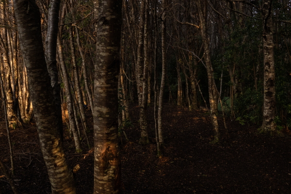 The evening light illuminates the forest. Patagonia, Chile, on Sunday, November 3, 2024. Tamara Merino for NPR.