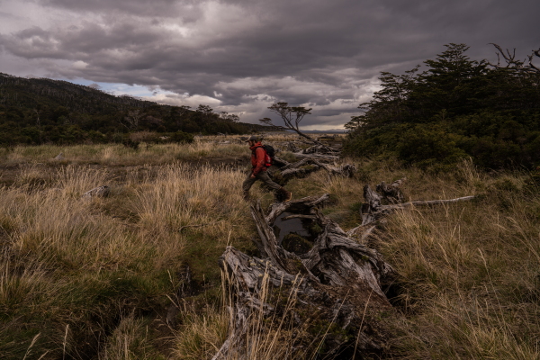 Benjamín Cáceres, Marine Biologist and Conservation Coordinator of the Rewilding Chile, crosses a river over fallen trees. Patagonia, Chile, on Monday, November 4, 2024. Tamara Merino for NPR.