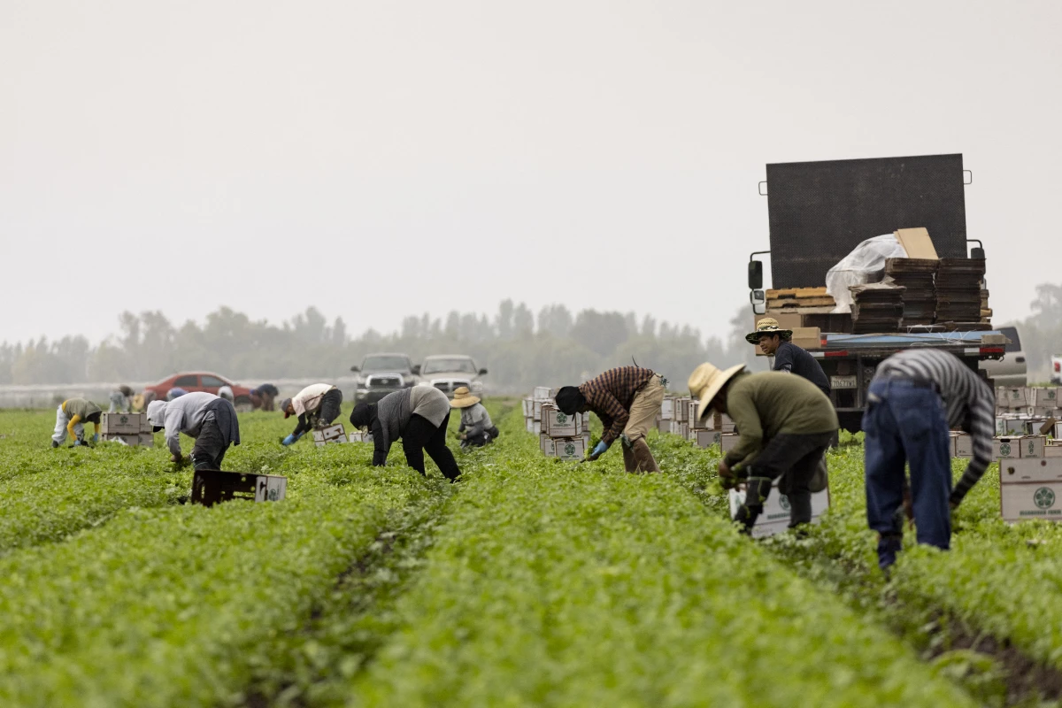 Farmworkers pick cilantro in a field early in the morning mist in Southern California in July 2024.