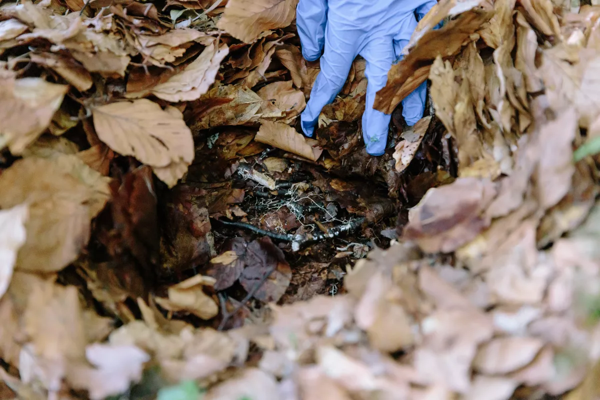 Mycelium revealed under leaf litter in the Apennine Mountains, Italy.