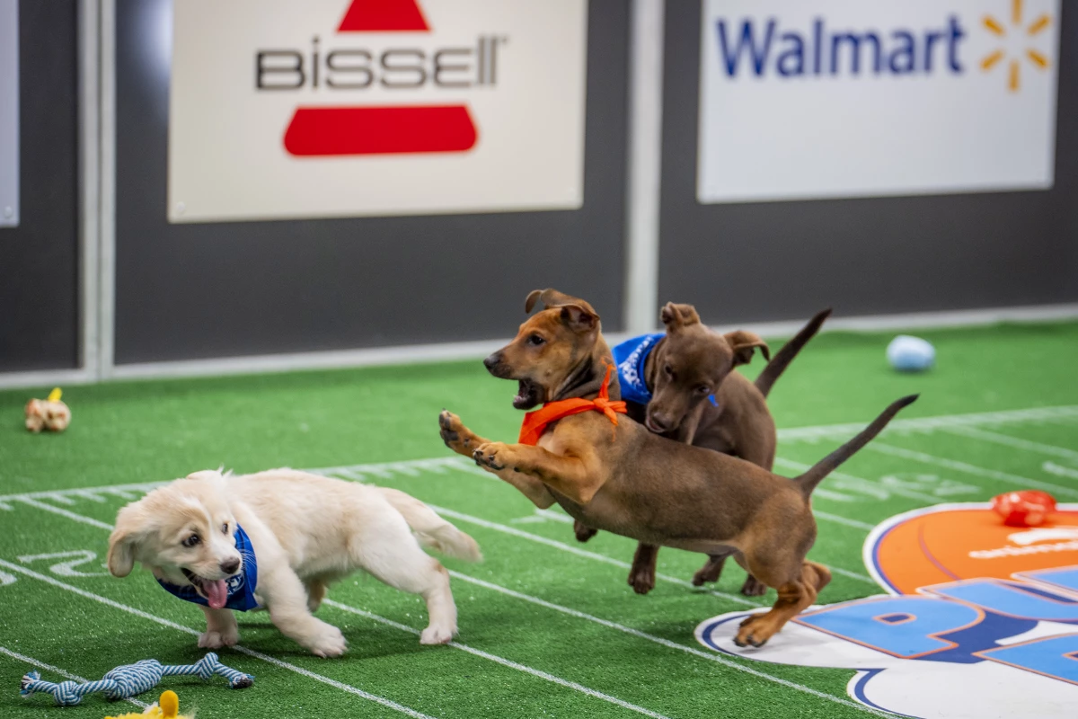 Belle and Maya run a play against pup-ponent Callen.