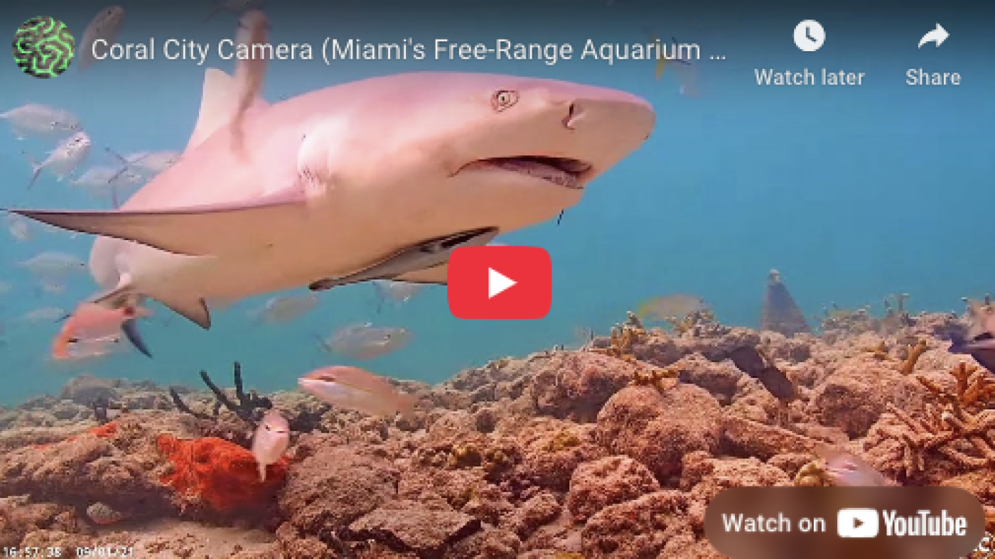 Millions watch as underwater camera documents daily life on a Miami coral reef