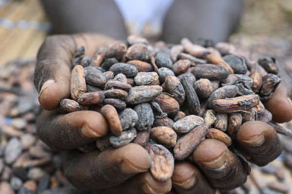 A farmer holds cocoa beans at a farm in the village of Offoumpo, near Agboville, in Côte d'Ivoire in West Africa on April 7, 2024.