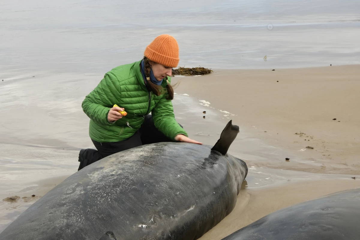 In this photo provided by the Department of Natural Resources and Environment Tasmania, a woman inspects a whale after more than 150 false killer whales have become stranded on Feb. 19, 2025, on a remote beach near Arthur River in Australia's island state of Tasmania.