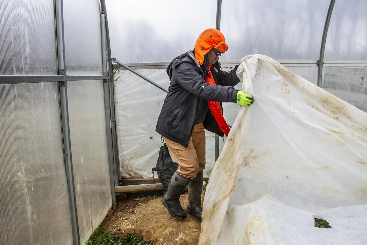 Farmer Gale Livingstone checks on vegetables being grown inside her greenhouse.