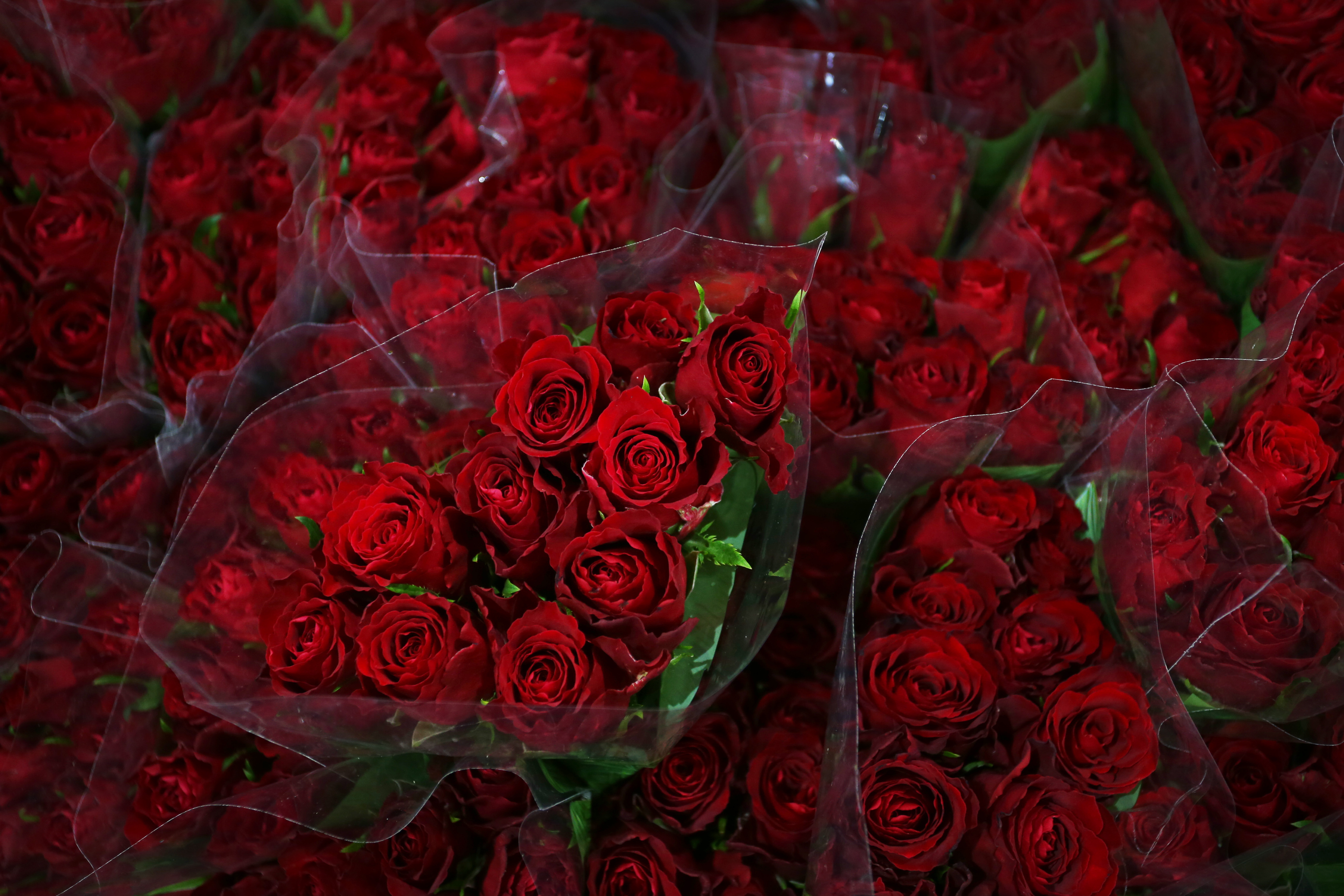 Roses are seen on display at the Bagala Bros flower stand at Sydney Markets in Sydney, Australia, ahead of Valentine
