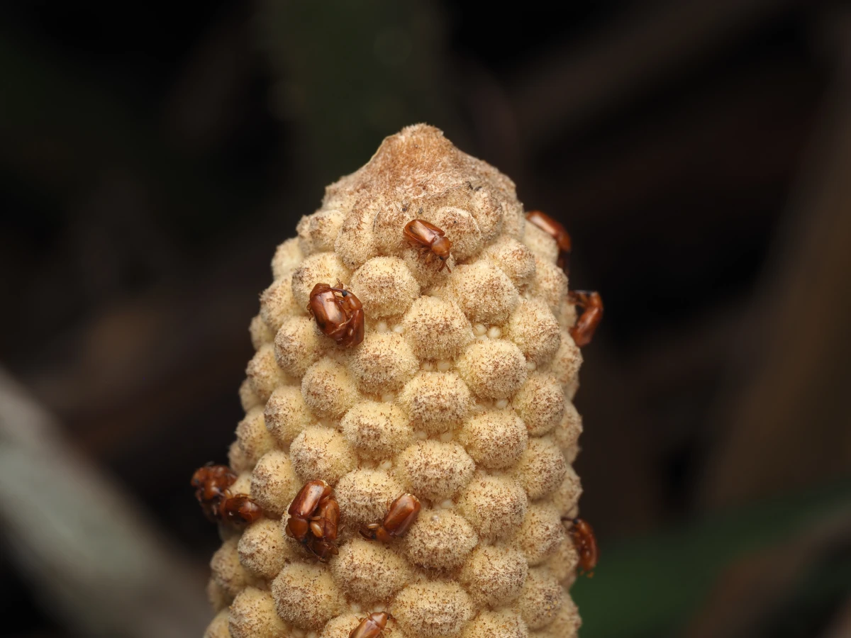 Beetles (Rhopalotria furfuracea) visit a male cone of the cycad plant Zamia furfuracea, whose cones produce heat during pollination.