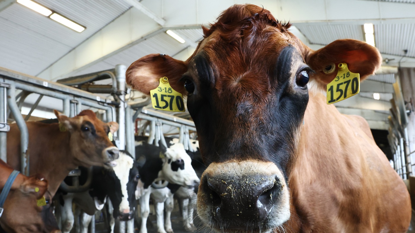 USDA workers keep U.S. farms healthy. What now under Trump? : NPR USDA workers keep U.S. farms healthy. What now under Trump? : NPR