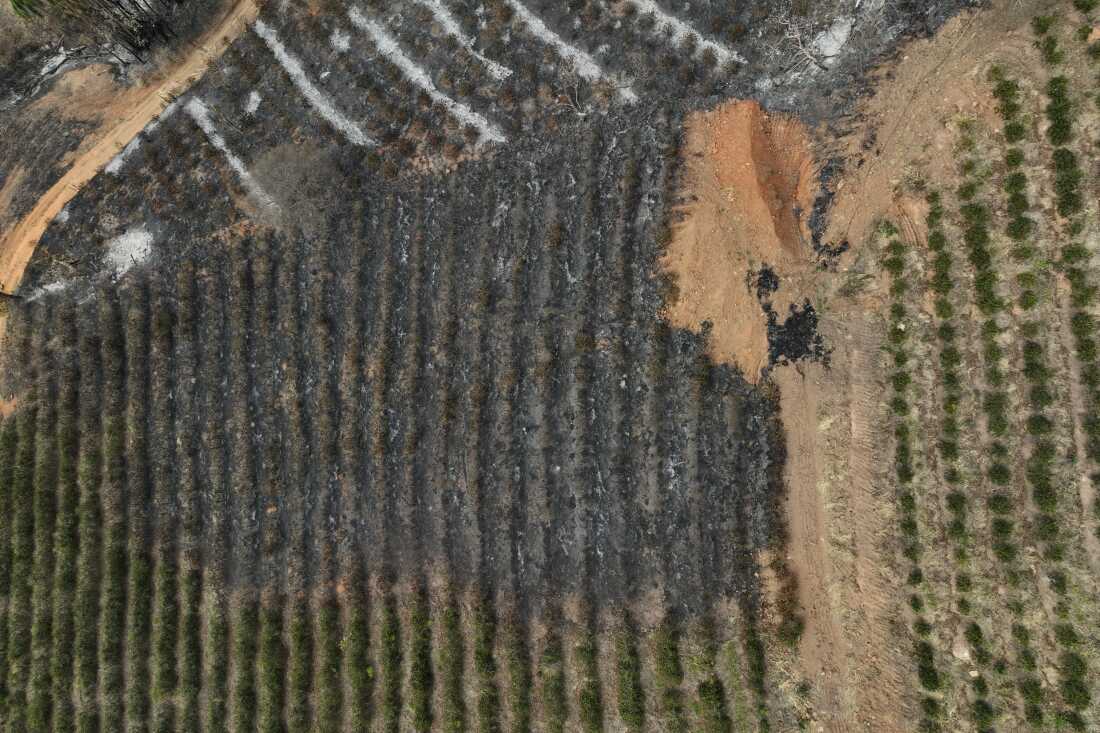This photo shows an aerial view of a coffee plantation consumed by wildfires in a rural area of Caconde, in Brazil's Sao Paulo state, on September 18, 2024. Trees are planted in parallel rows. Most have been blackened by the fires, while some are still green.