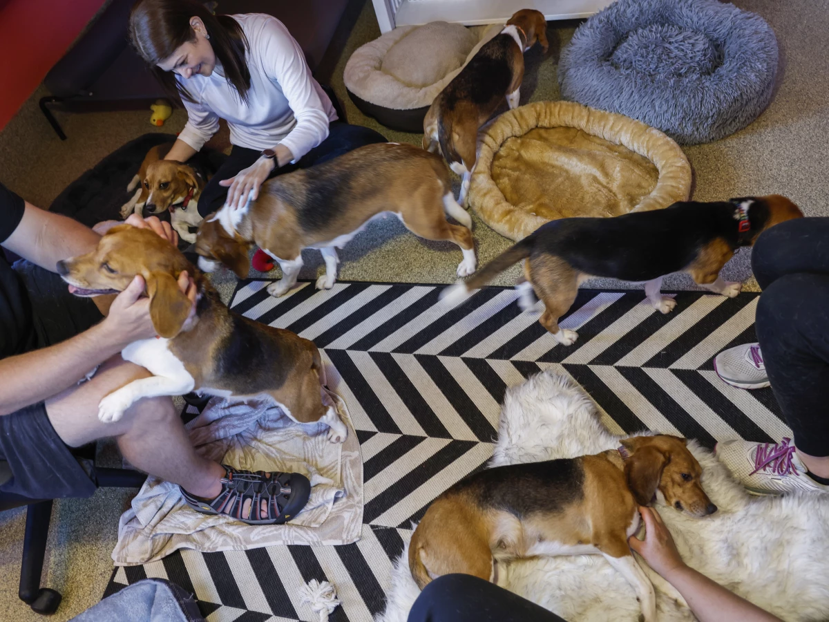 Thousands of rescued beagles, some pictured playing at Homeward Trails in August 2022, have since been adopted by families across the U.S.