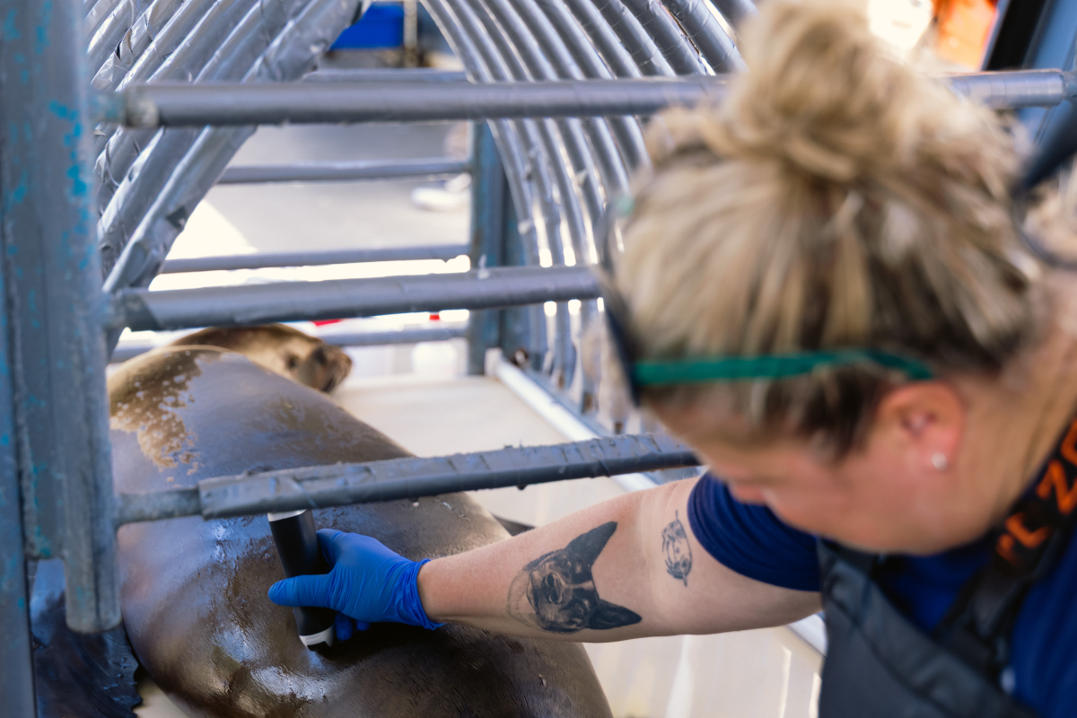 Michelle Rivard, the center's director of animal health and conservation, performs an ultrasound on a sea lion who is recovering from poisoning caused by the toxic algae.
