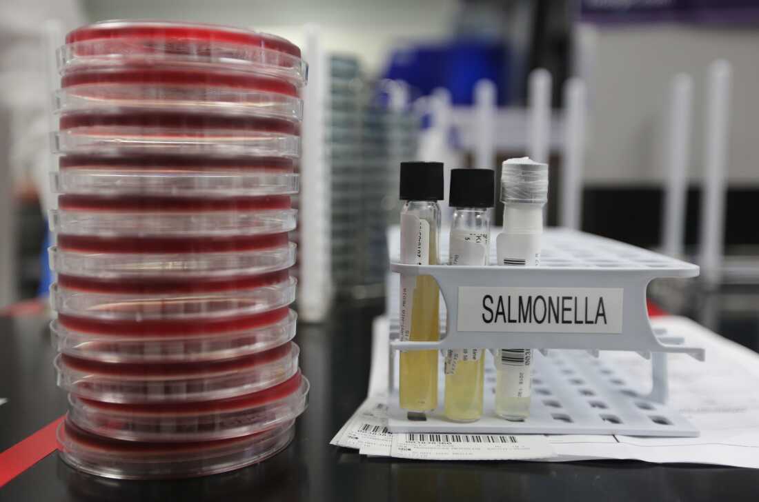 Agar plates with salmonella cultures ready for testing in the Medical Microbiology at the Houston Health and Human Services Department on June 18, 2015, in Houston.
