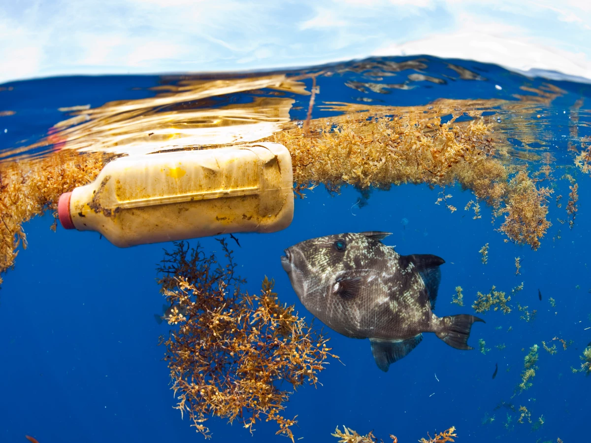 To many marine animals, plastic pollution resembles food. A new study finds seabirds, sea turtles and marine mammals like porpoises, seals and whales don't have to eat much of it for it to be deadly.