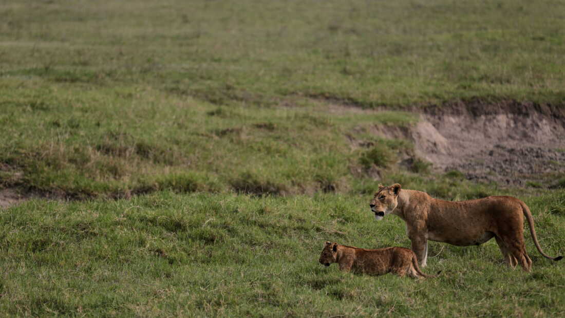 Lions walk in the Ngorongoro Crater in Ngorongoro Conservation Area, west of Arusha, northern Tanzania, Monday, Jan. 19, 2015.