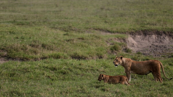 Two lions stand in a far-stretching grassy area in Ngorongoro Conservation Area.