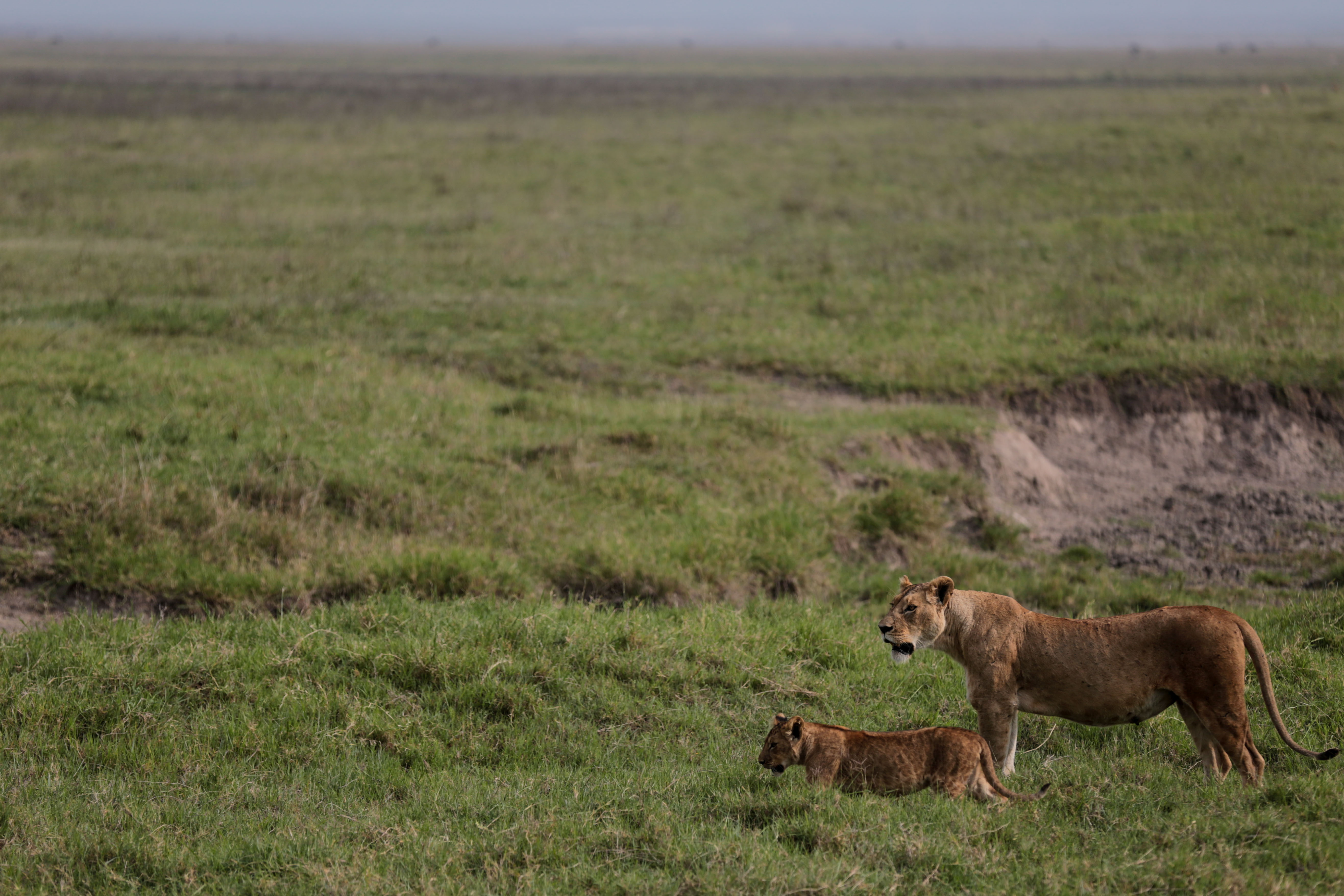 Poison suspected in deaths of ten lions in game reserve in Tanzania